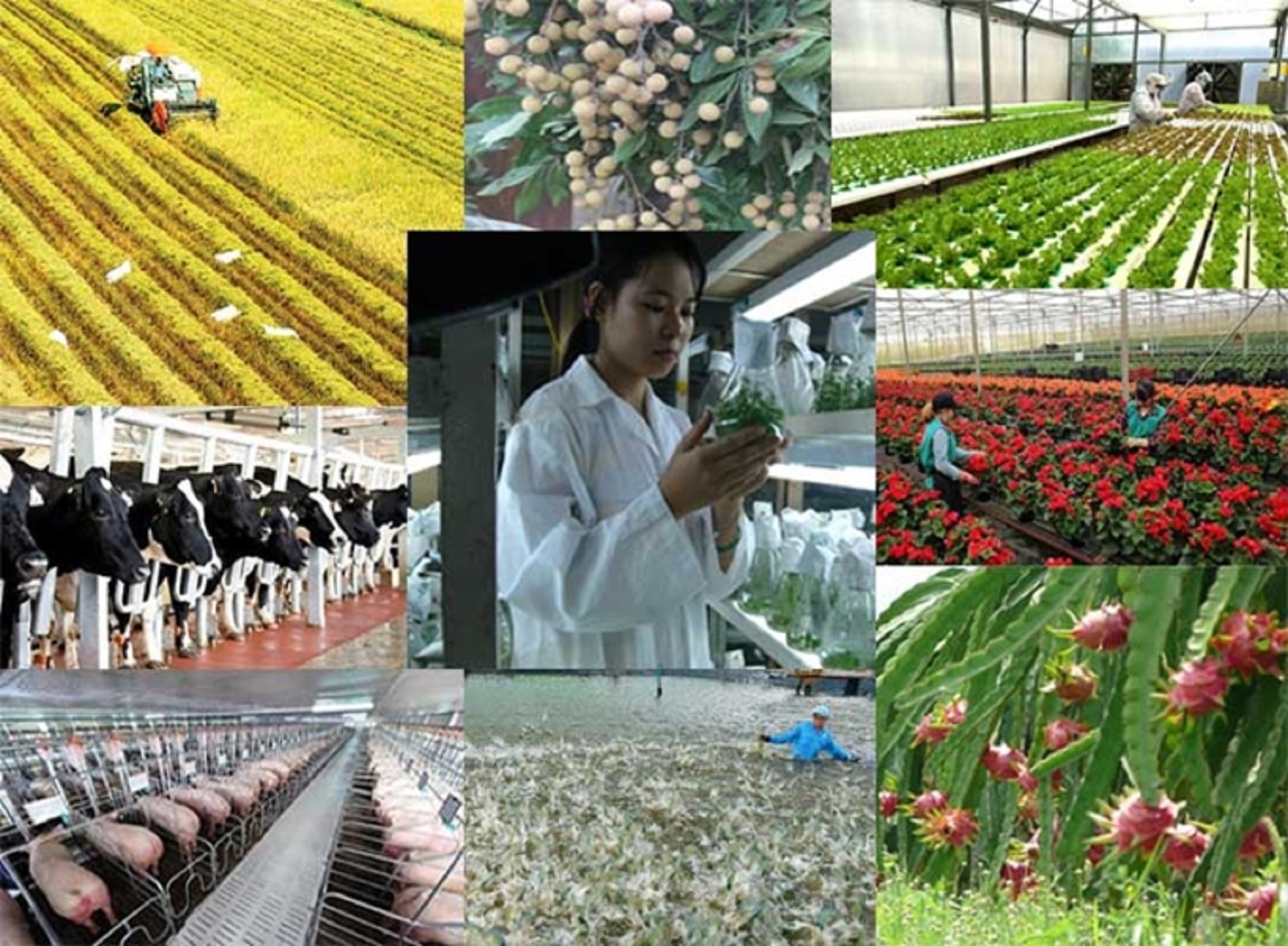 Sản lượng nông lâm thủy sản tăng.