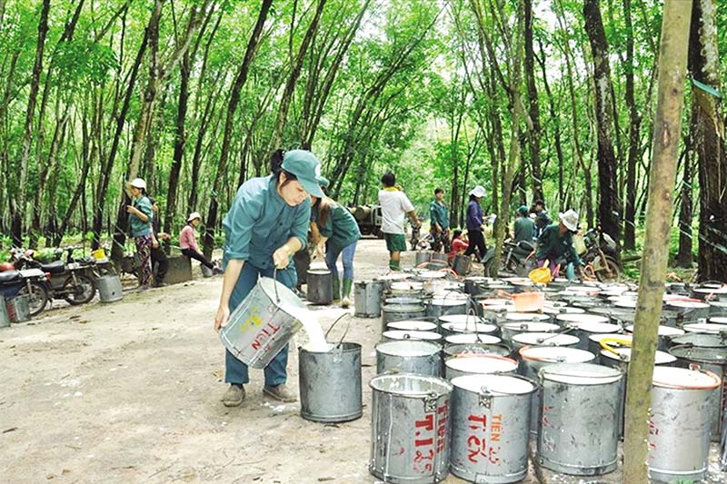 Việt Nam Pg88 com chính chủ sang Hàn Quốc chủ yếu là cao su tự nhiên