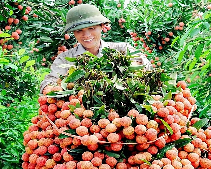 Quả vải Bắc Giang Pg88vnd link khuyến  sắp không phải vào tận Tp.Hồ Chí Minh chiếu xạ