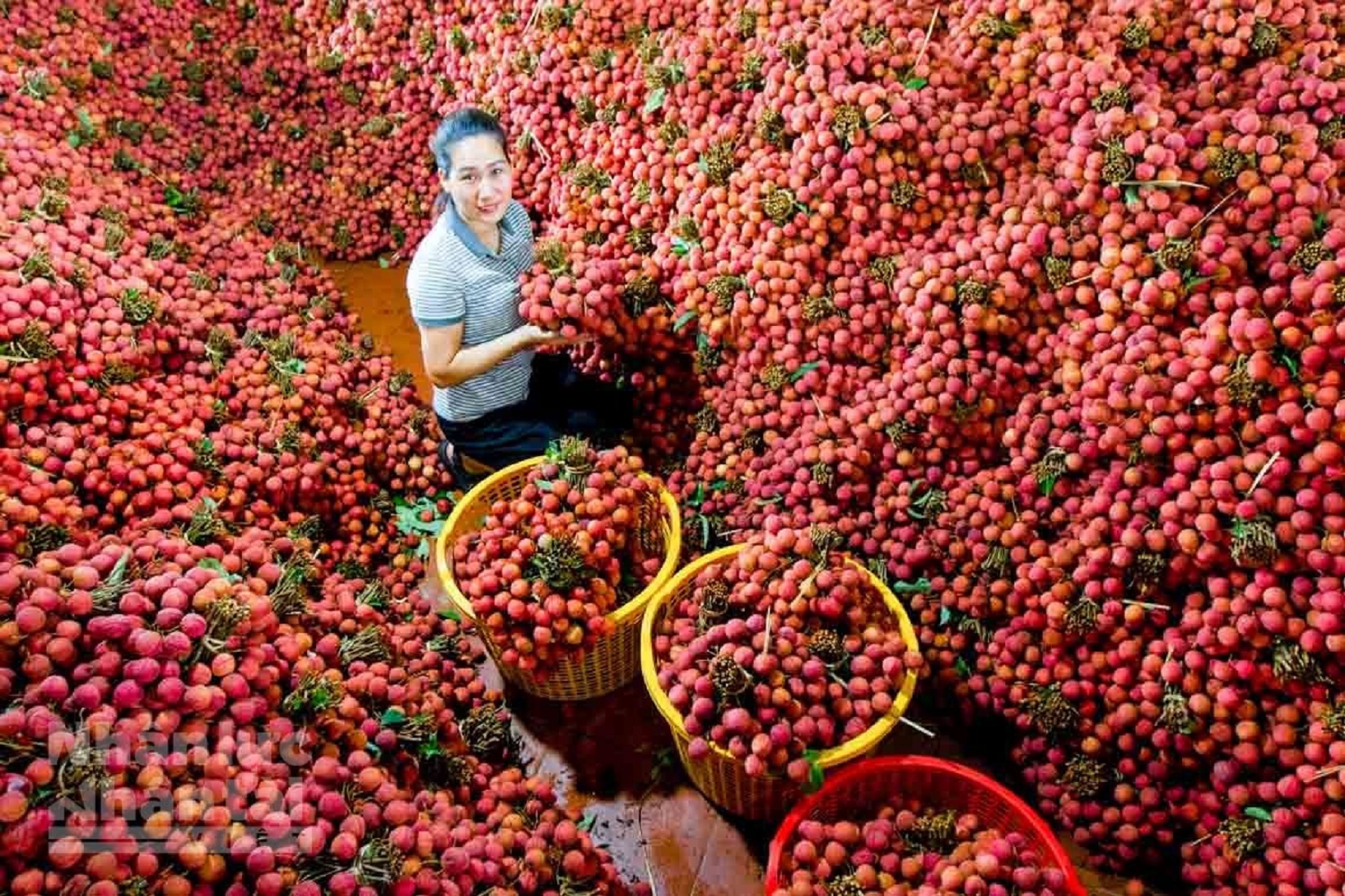 Vải thiều có mã số vùng trồng vẫn giữ được giá bán cao.