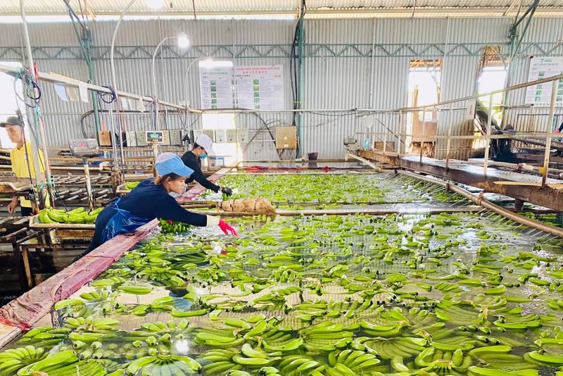Tháng 5/2023, chuối Pg88 com chính chủ của HAG đạt 14.698 tấn.