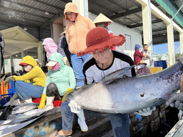 Quảng Ngãi triển khai nhiều biện pháp để ngăn tàu cá vi phạm quy định khi vươn khơi