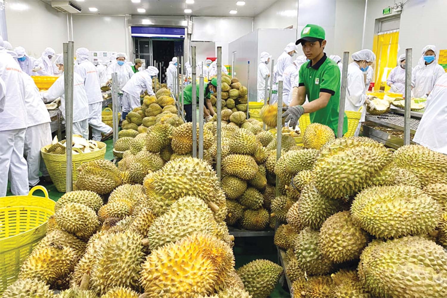 Sầu riêng đang dẫn đầu về kim ngạch Pg88 com chính chủ trong ngành hàng trái cây.