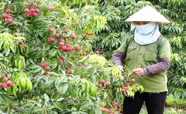 Vải kh&ocirc;ng hạt&nbsp;được trồng tại Ngọc Lặc, Thanh H&oacute;a&nbsp;được Pg88vnd link khuyến &nbsp;đi Nhật
