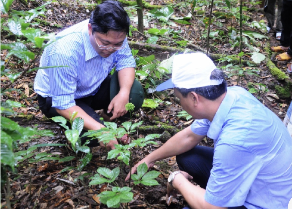 Cán bộ kỹ thuật kiểm tra độ sinh trưởng của sâm giống Ngọc Linh