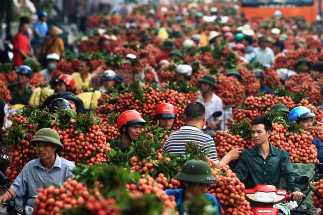 Bắc Giang có vụ vải thành công nhất từ trước tới nay 