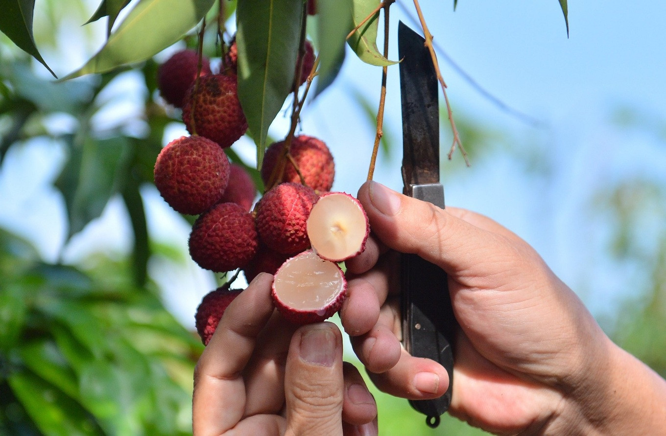 Hơn 1 tấn vải kh&ocirc;ng hạt trồng tại Thanh H&oacute;a vừa được Pg88vnd link khuyến  sang Nhật Bản v&agrave; Vương quốc Anh