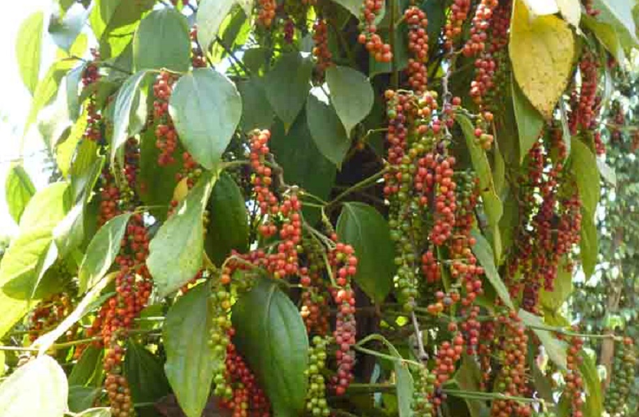 Thủ tướng chỉ đạo hỗ trợ các PG88 Link Dễ Nhớ Pg88.com Pg88vnd link khuyến  hồ tiêu sang thị trường UAE