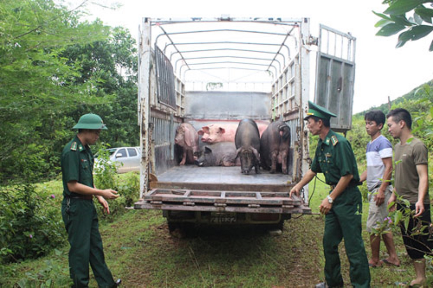 Thủ tướng chỉ đạo lập chuyên án đấu tranh với nhập lậu, vận chuyển trái phép lợn qua biên giới