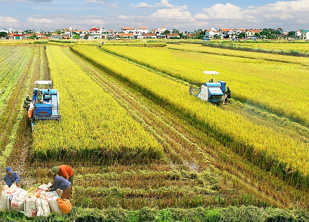 Ph&aacute;t triển c&aacute;c v&ugrave;ng sản xuất l&uacute;a h&agrave;ng h&oacute;a quy m&ocirc; lớn, chất lượng cao, đảm bảo mục ti&ecirc;u sản xuất tr&ecirc;n 43 triệu tấn l&uacute;a/năm.
