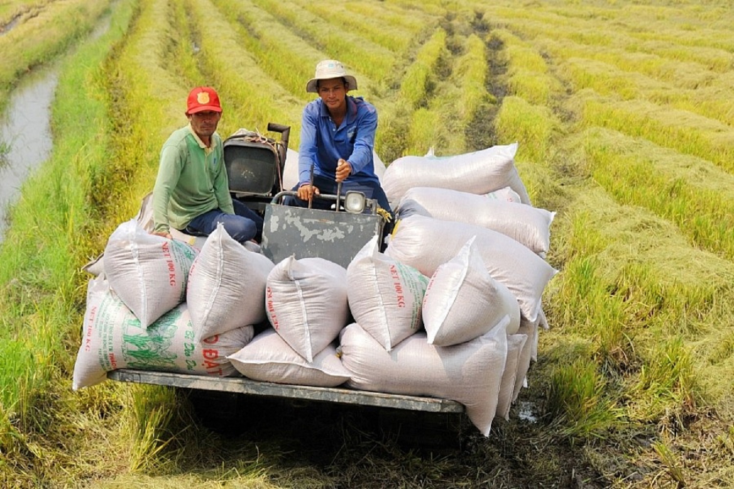 Tăng diện tích và sản lượng lúa để đáp ứng nhu cầu Pg88 com chính chủ.