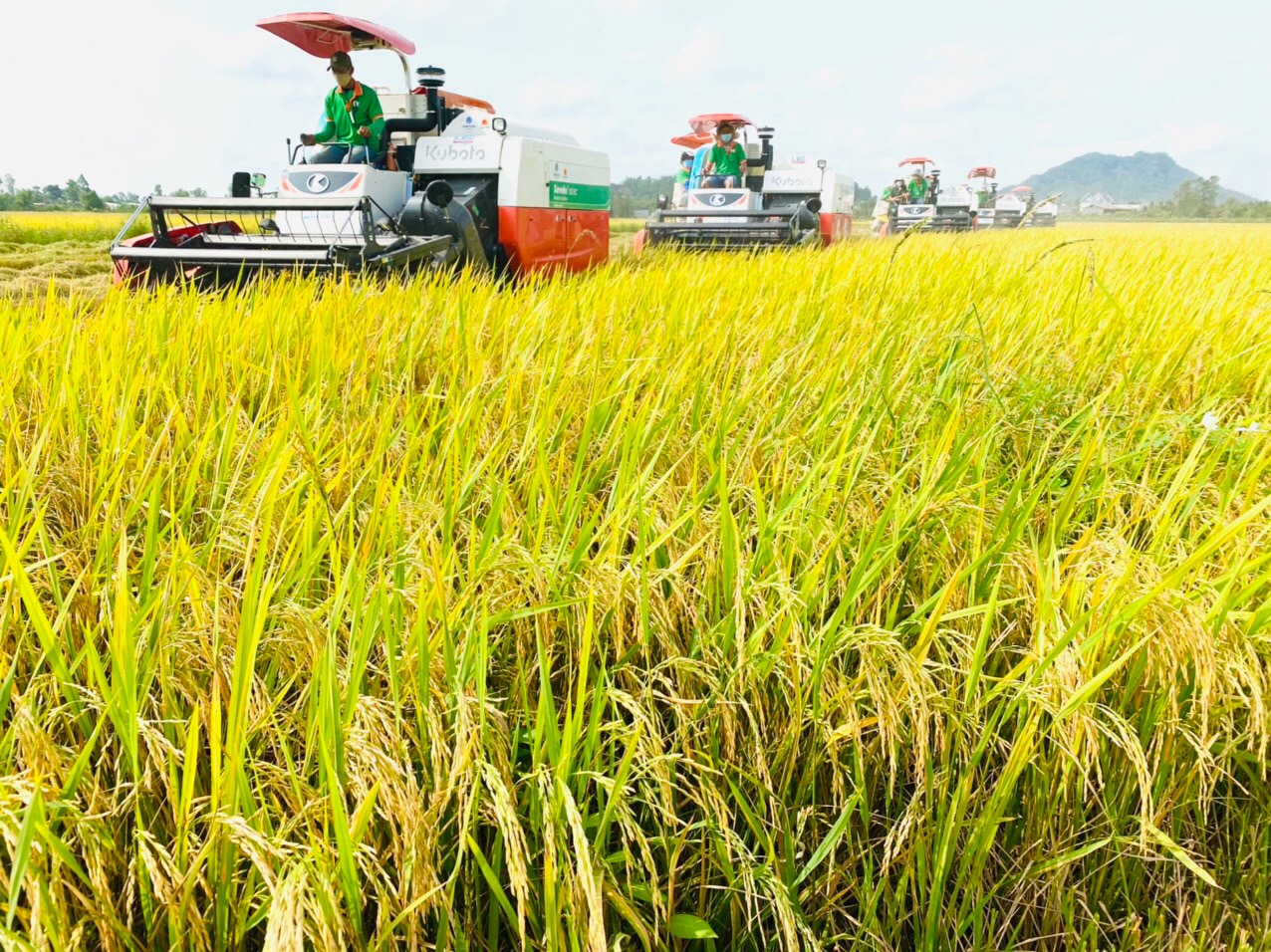 PG88 Link Dễ Nhớ Pg88.com lúa gạo “khát” vốn đúng lúc chính vụ