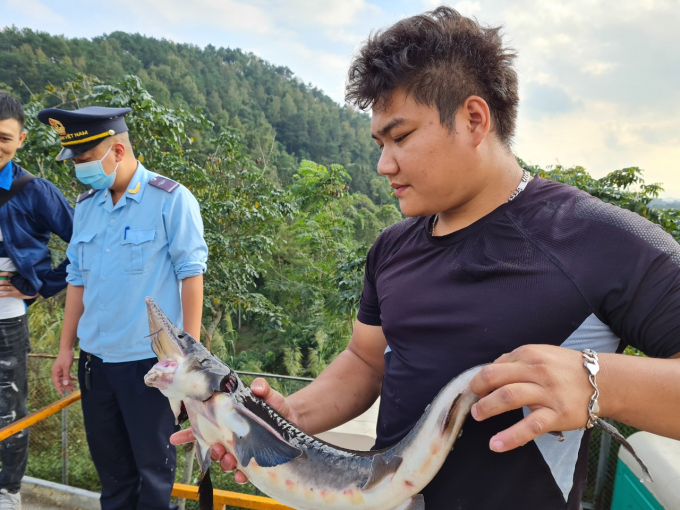 Cơ quan chức năng đang gặp khó khăn trong việc ngăn cá tầm nhập lậu 