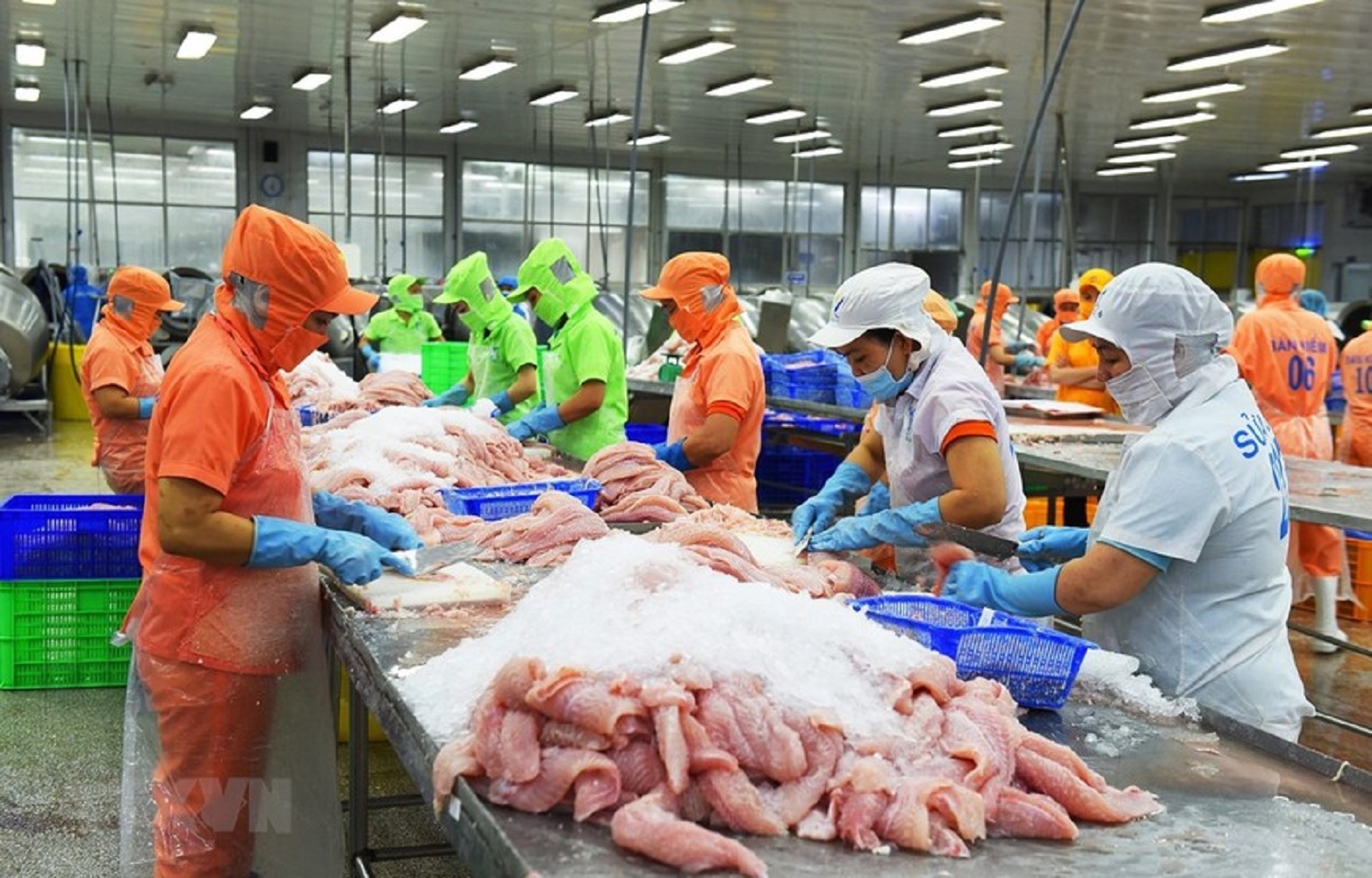 Chế biến cá tra đang đối mặt với nhiều khó khăn, thách thức.