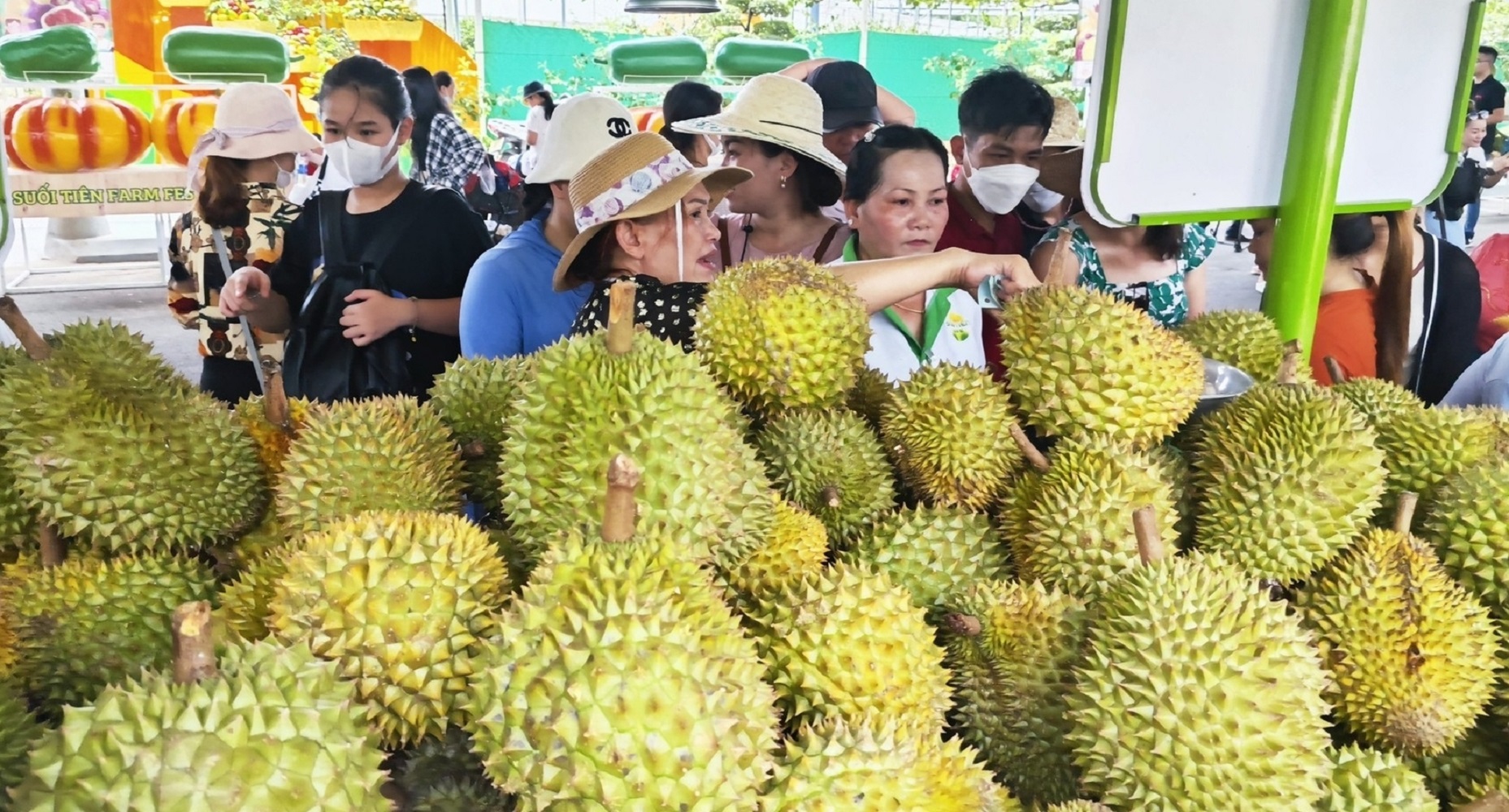 Sản xuất, Pg88 com chính chủ sầu riêng phải tuân thủ quy định về mã số vùng trồng.