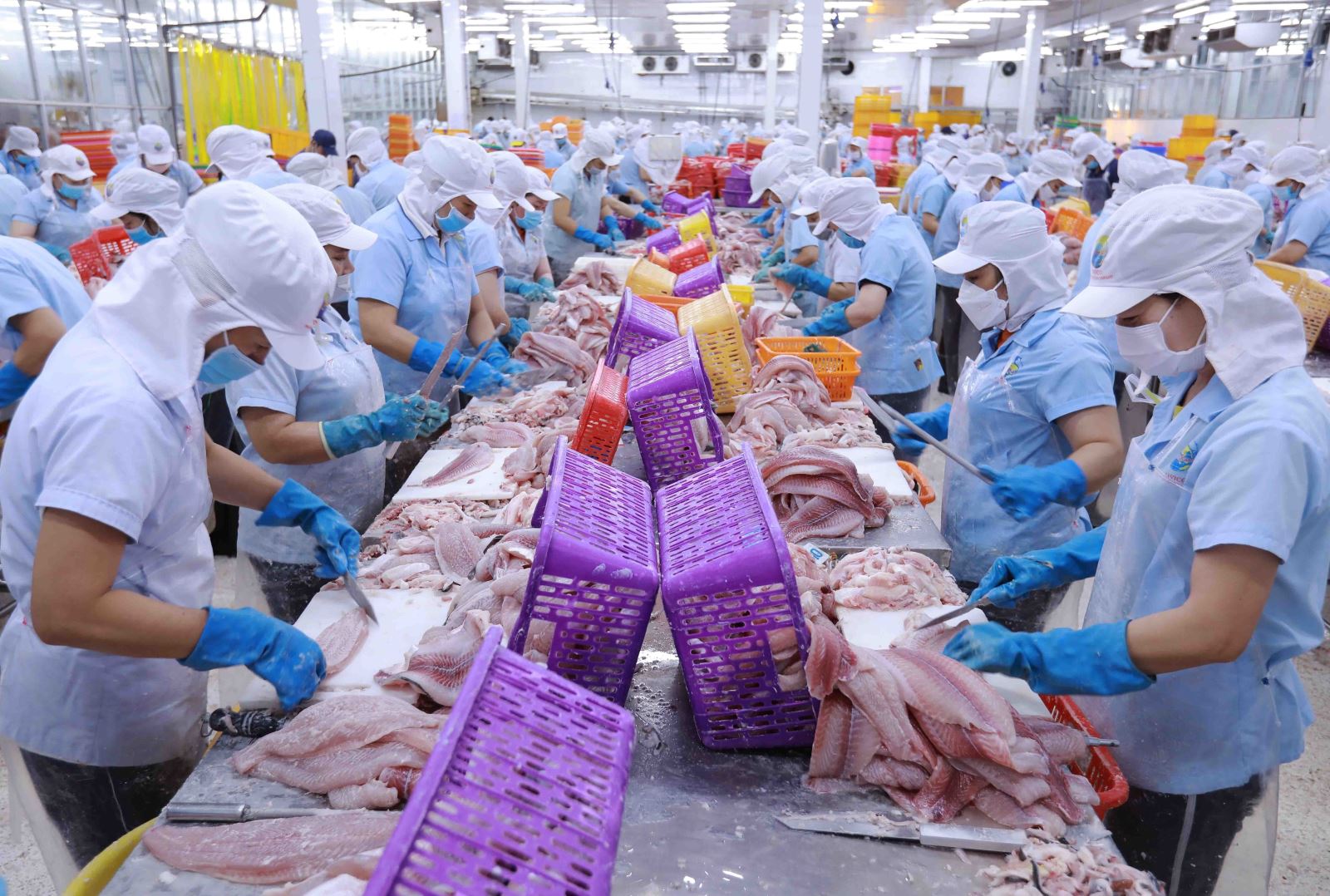 Pg88 com chính chủ cá tra sang Mỹ đang có những tín hiệu tích cực. Ảnh minh họa
