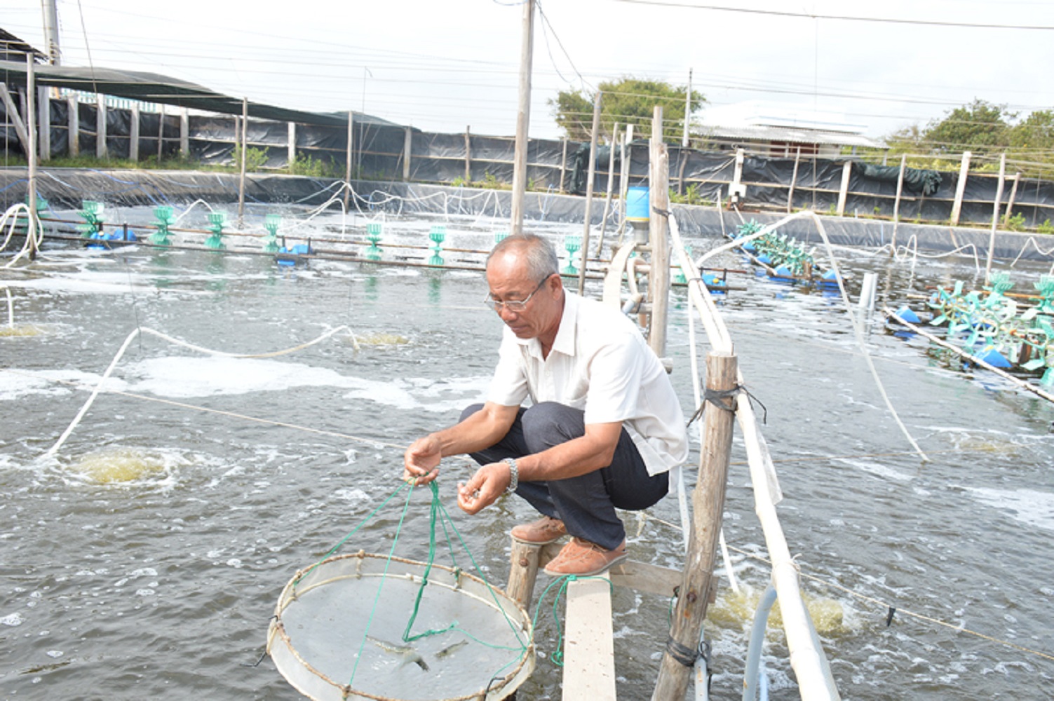 Nông dân Lê Văn Sấm ở tỉnh Bến Tre nuôi tôm Link Đăng Nhập PG88 Chính Thức 2026; cao đạt doanh thu 140 tỷ đồng, lợi nhuận hơn 50 tỷ đồng.