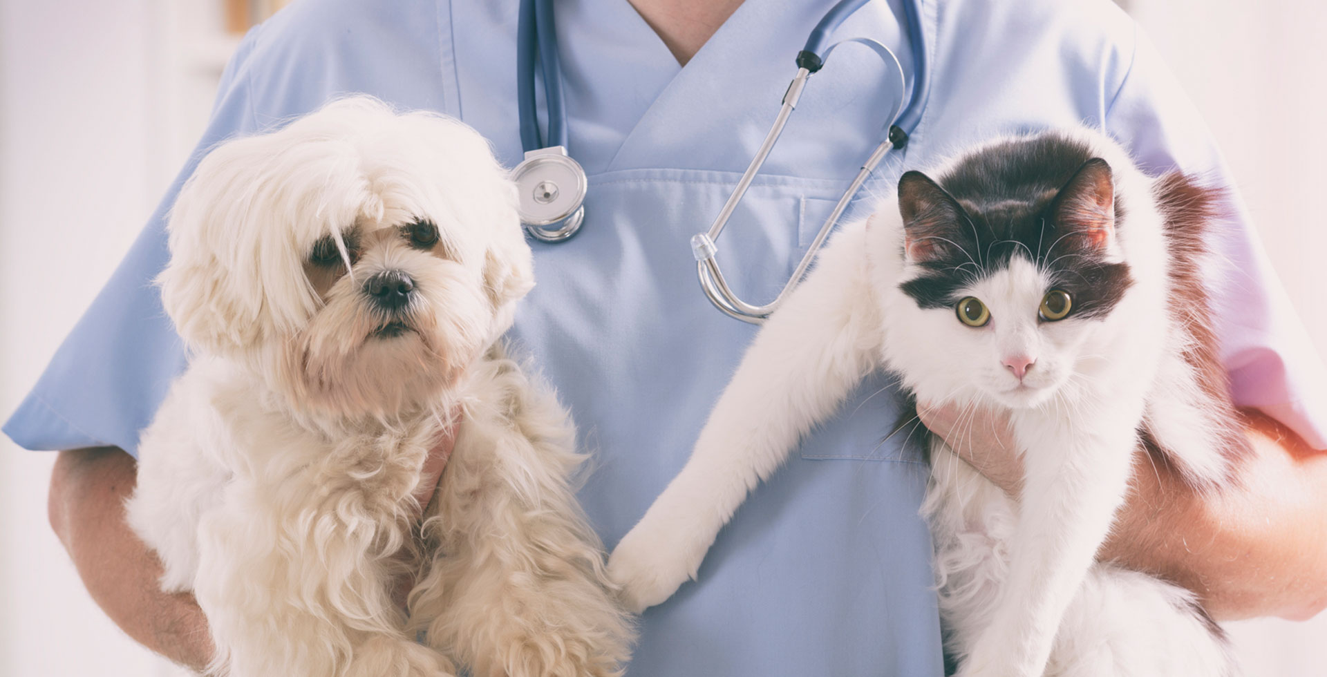 C&aacute;c c&ocirc;ng ty như Chewy, Walmart v&agrave; Petco cũng đang mở rộng sang dịch vụ chăm s&oacute;c sức khoẻ cho th&uacute; cưng để duy tr&igrave; t&iacute;nh cạnh tranh.
