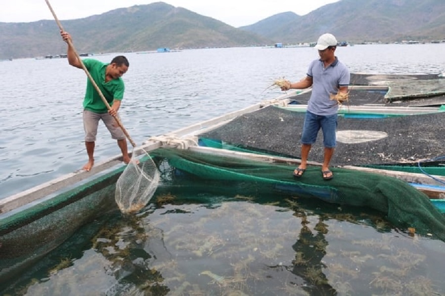 Trung Quốc đột ngột dừng nhập khẩu tôm hùm sống từ Việt Nam, hàng ngàn hộ dân lao đao 