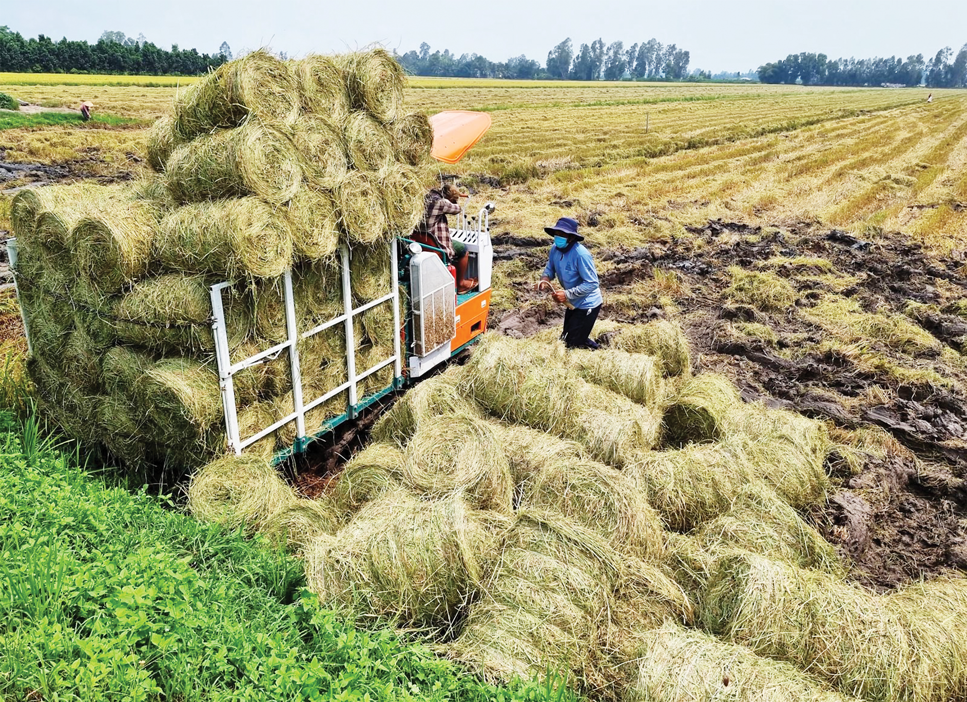 Sau thu hoạch lúa, rơm được thu gom để làm thức ăn cho bò và làm đầu vào sản xuất nhiều sản phẩm khác