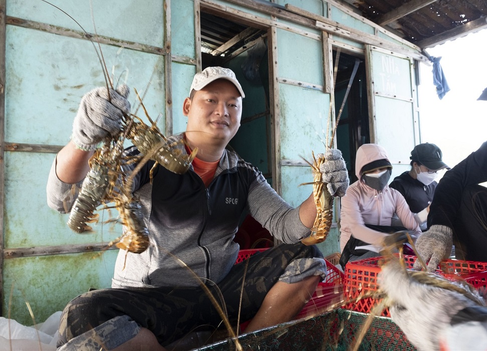 Tôm hùm bông là loài thủy sản được nuôi nhiều tại Khánh Hòa.