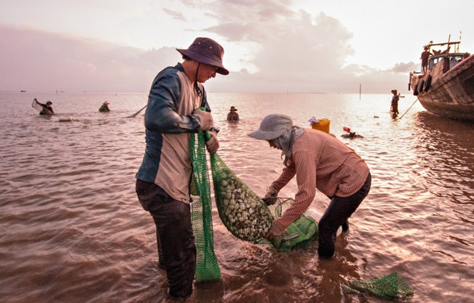 Thu hoạch nghêu ở Gò Công Đông.