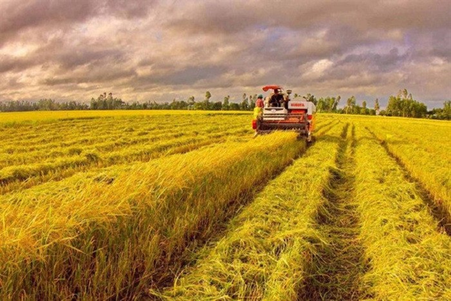 Festival Lúa gạo Việt Nam 2023: Đánh dấu sự “chuyển mình” của ngành lúa gạo