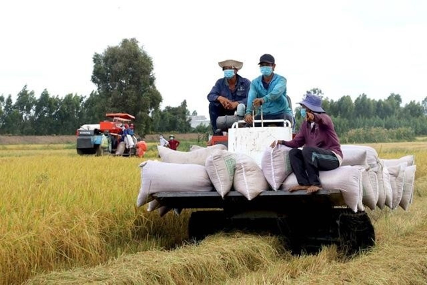 Hiện nay, phần lớn tỷ trọng trong Pg88 com chính chủ gạo của Việt Nam đã thuộc về các 6Pg88.con độc quyền mỗi ngày tư nhân.