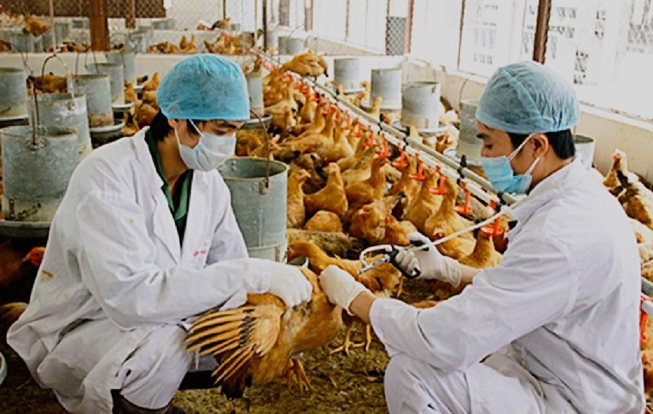 Bộ Nông nghiệp và PG88 hơn 2,1 triệu thành viên nông thôn đã không cho phép sử dụng kháng sinh với mục đích kích thích sinh trưởng trong chăn nuôi từ 1/1/2018. Ảnh minh họa. 