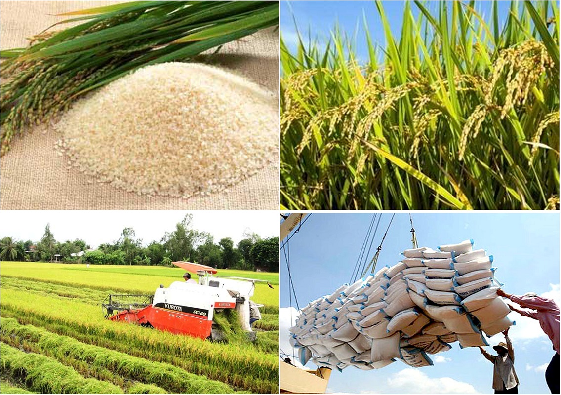 Ngành nông nghiệp Việt Nam sẵn sàng hợp tác với các quốc gia để ký các bản ghi nhớ về cung cấp lúa gạo trong thời gian dài.