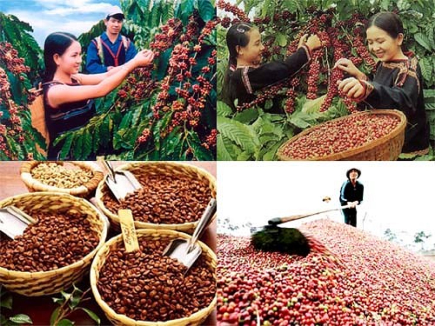 Giá cà phê cao kỷ lục, xu hướng tăng sẽ kéo dài sang những tháng đầu năm 2024