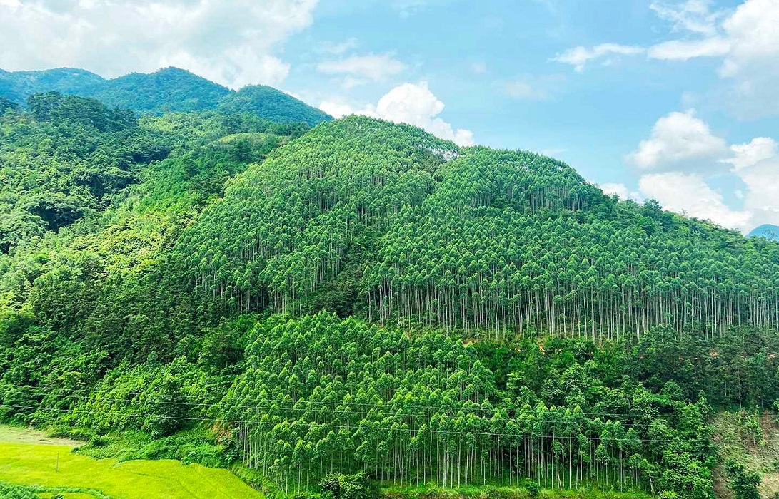Lần đầu tiên Việt Nam bán thành công tín chỉ carbon rừng với trị giá 51,5 triệu USD