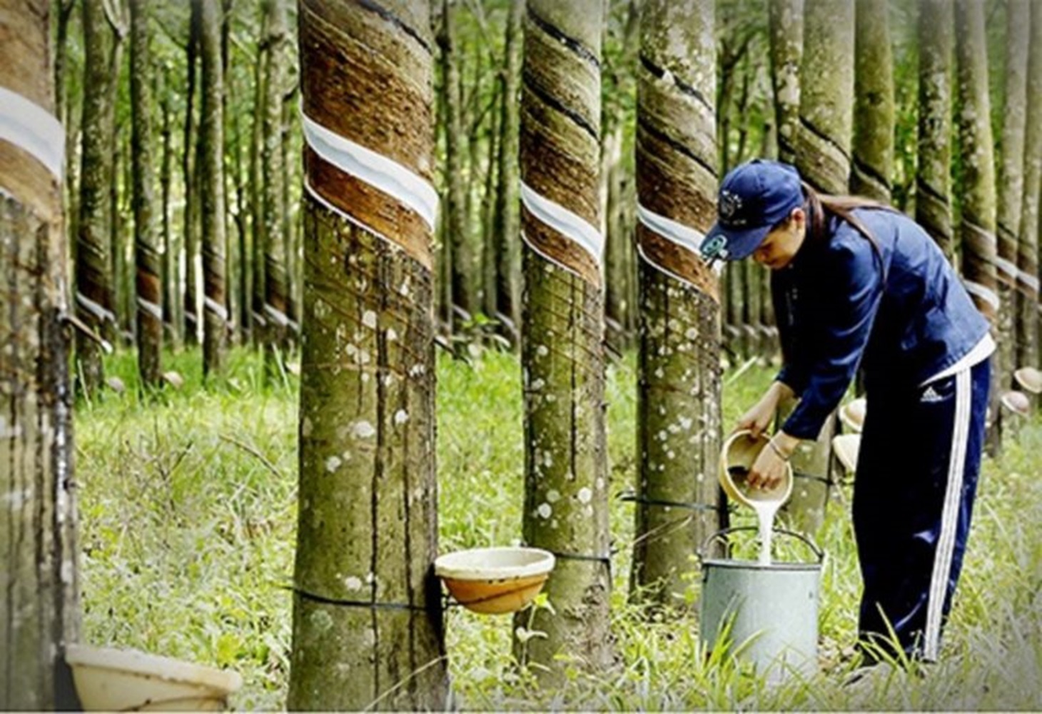 Năm 2023, sản lượng mủ cao su khai thác của Tập đoàn VRG ước đạt 445.000 tấn, vượt 4,7% kế hoạch năm, tăng 3,5% (tương ứng tăng 15.400 tấn) so với năm trước.