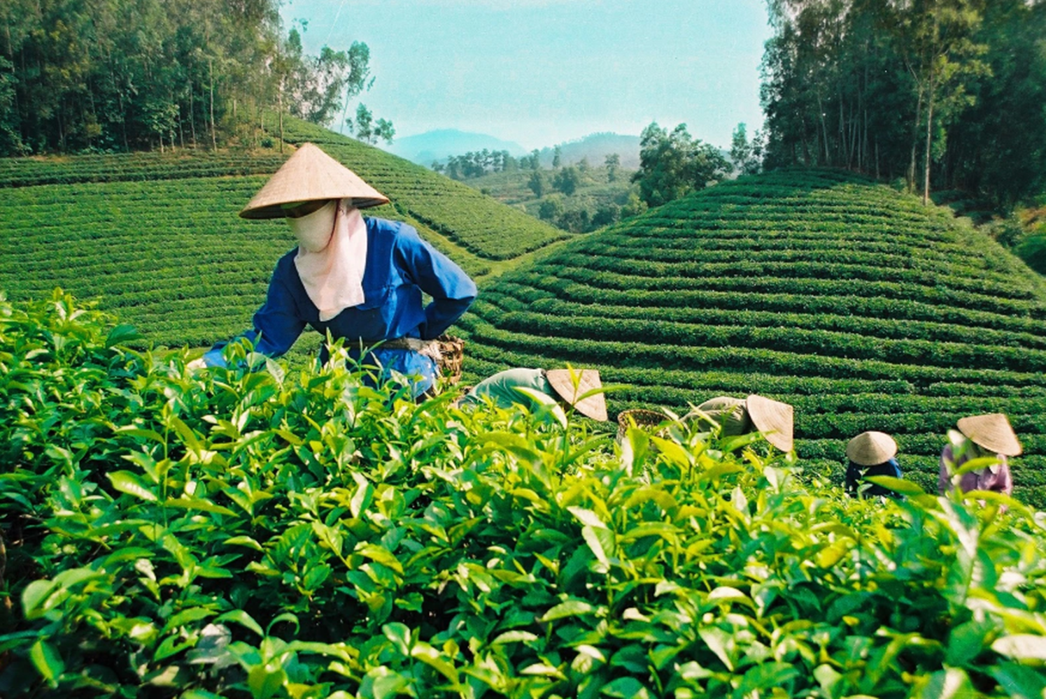 Cần liên kết nông dân trồng chè gắn với chế biến và tiêu thụ sản phẩm.  