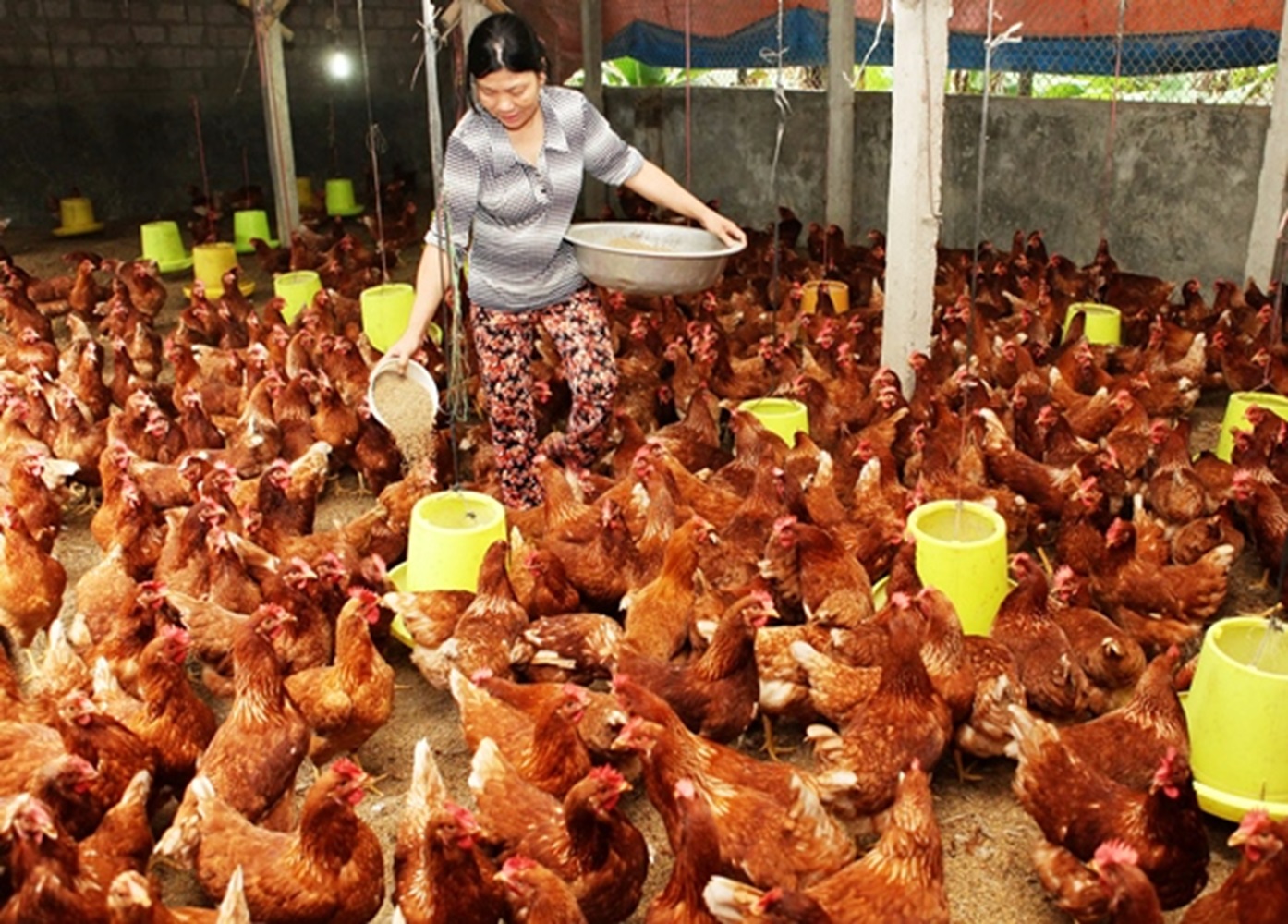 Việt Nam sẽ có cơ hội Pg88 com chính chủ thịt gà sang thị trường Trung Quốc
