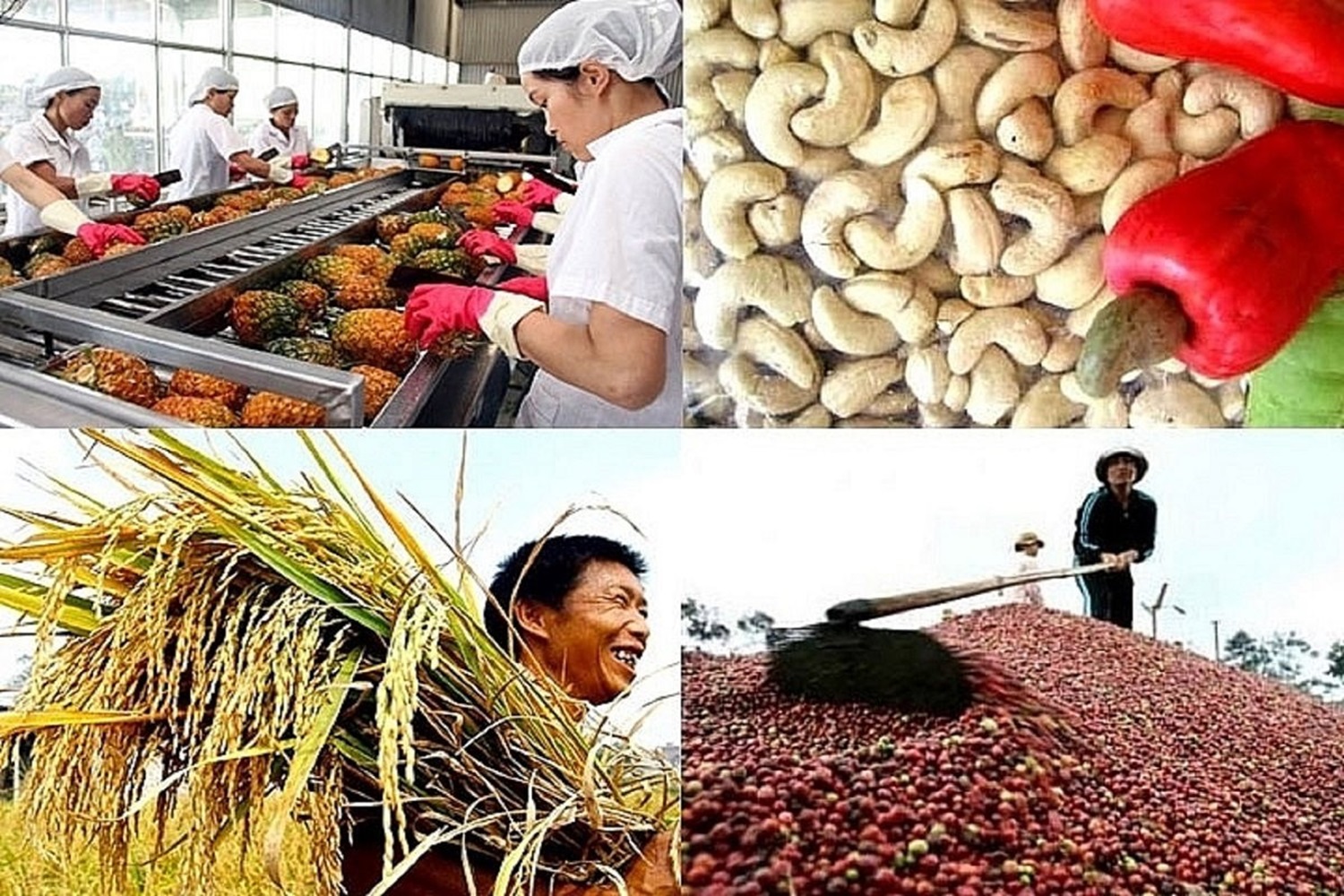 Pg88 com chính chủ nông lâm thủy sản chờ đợi "bùng nổ" trong năm 2024.