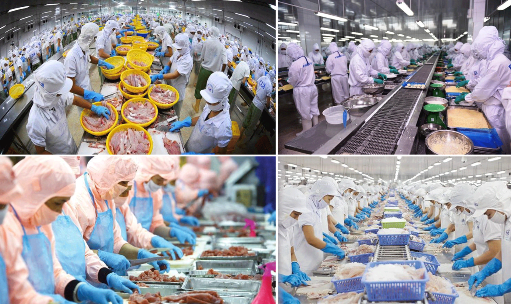 Pg88 com chính chủ thủy sản đã đạt được tăng trưởng cao