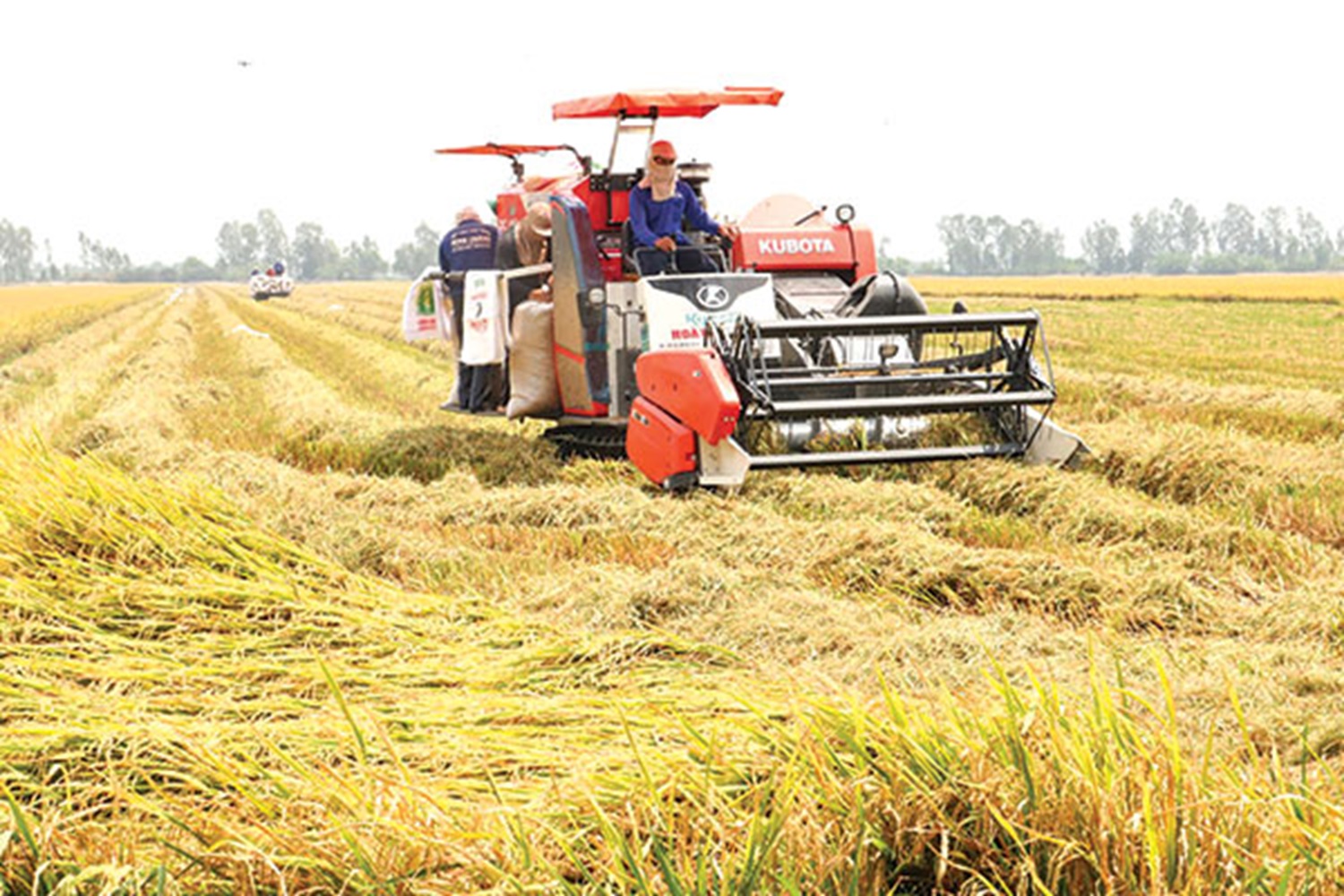 Cần kế hoạch sản xuất, PG88 Uy Tín Số 1 Việt Nam lúa gạo phù hợp, không để mất thời cơ Pg88 com chính chủ gạo.