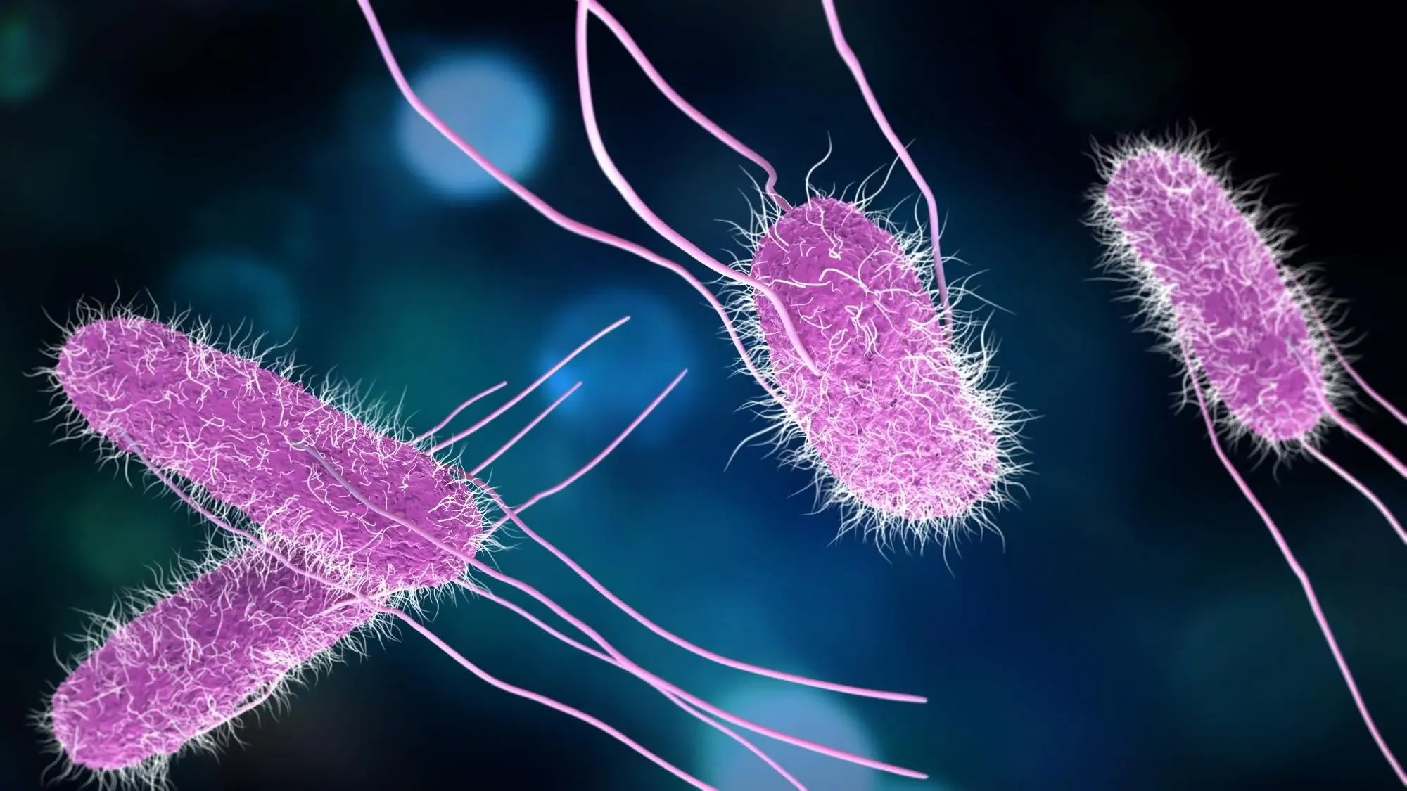 Salmonella l&agrave; một trong những nguy&ecirc;n nh&acirc;n h&agrave;ng đầu g&acirc;y ra bệnh ti&ecirc;u chảy tr&ecirc;n to&agrave;n cầu, trong đ&oacute; c&oacute; nhiều vụ ngộ độc quy m&ocirc; lớn.