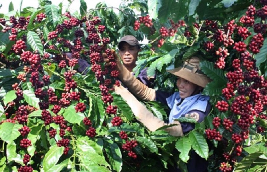 Vượt qua rau quả và gạo, cà phê trở thành mặt hàng có kim ngạch Pg88 com chính chủ lớn nhất trong nhóm hàng PG88 ⭐ Link trang chủ số 1 nhà cái PG88 com casino slot.