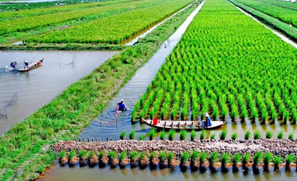 Huy động nguồn lực PG88 hơn 2,1 triệu thành viên nông nghiệp thuận thiên vùng Đồng bằng sông Cửu Long.