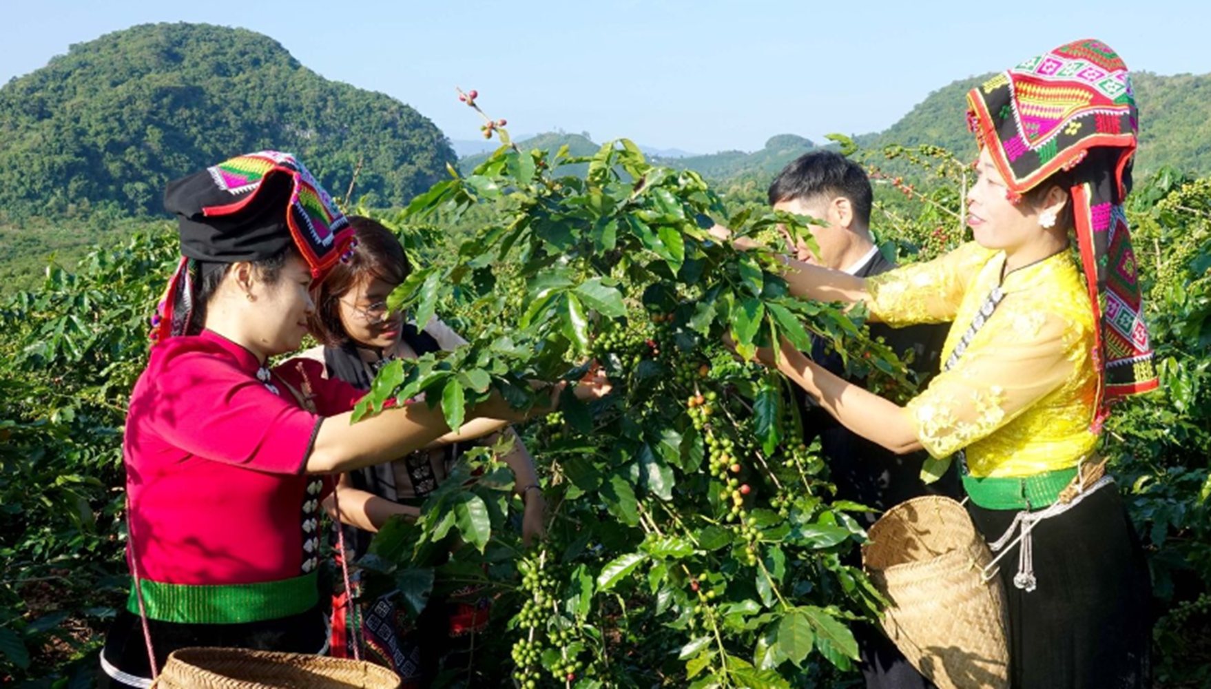 Thử nghiệm mô hình PG88 Uy Tín Số 1 Việt Nam tuần hoàn trong canh tác cà phê và lúa gạo