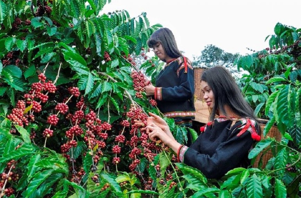 Giá cà phê trong nước tăng “phi mã”, giá Pg88vnd link khuyến  lập kỷ lục mới
