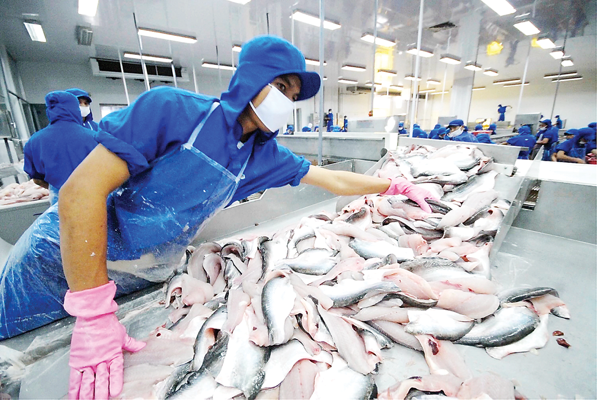 Pg88 com chính chủ cá tra vẫn chưa lấy lại được tăng trưởng dương.