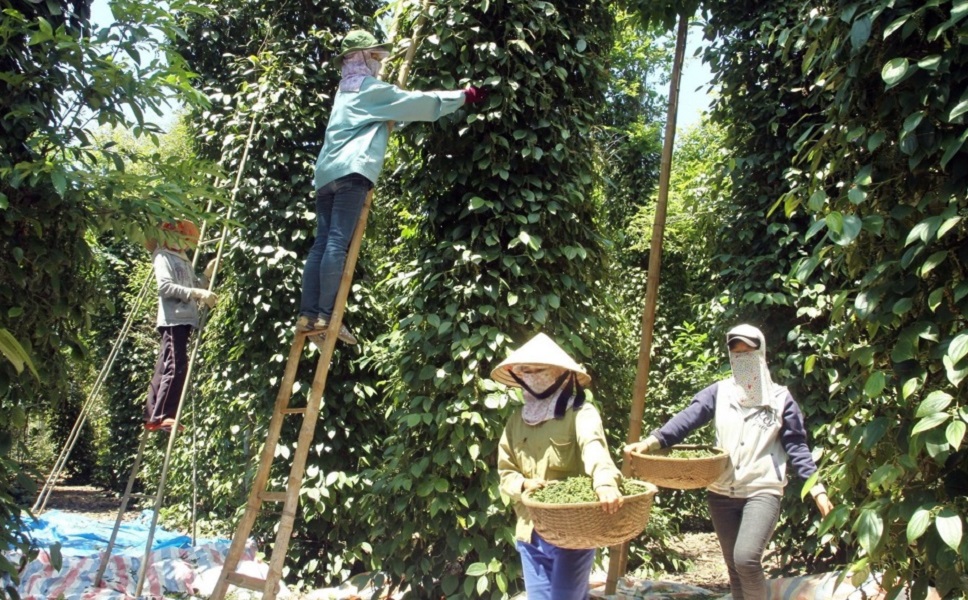 Giá thu mua hồ tiêu tại các vườn trồng trong nước sẽ chạm mốc 100.000 đồng/kg vào giữa tháng 5/2024.