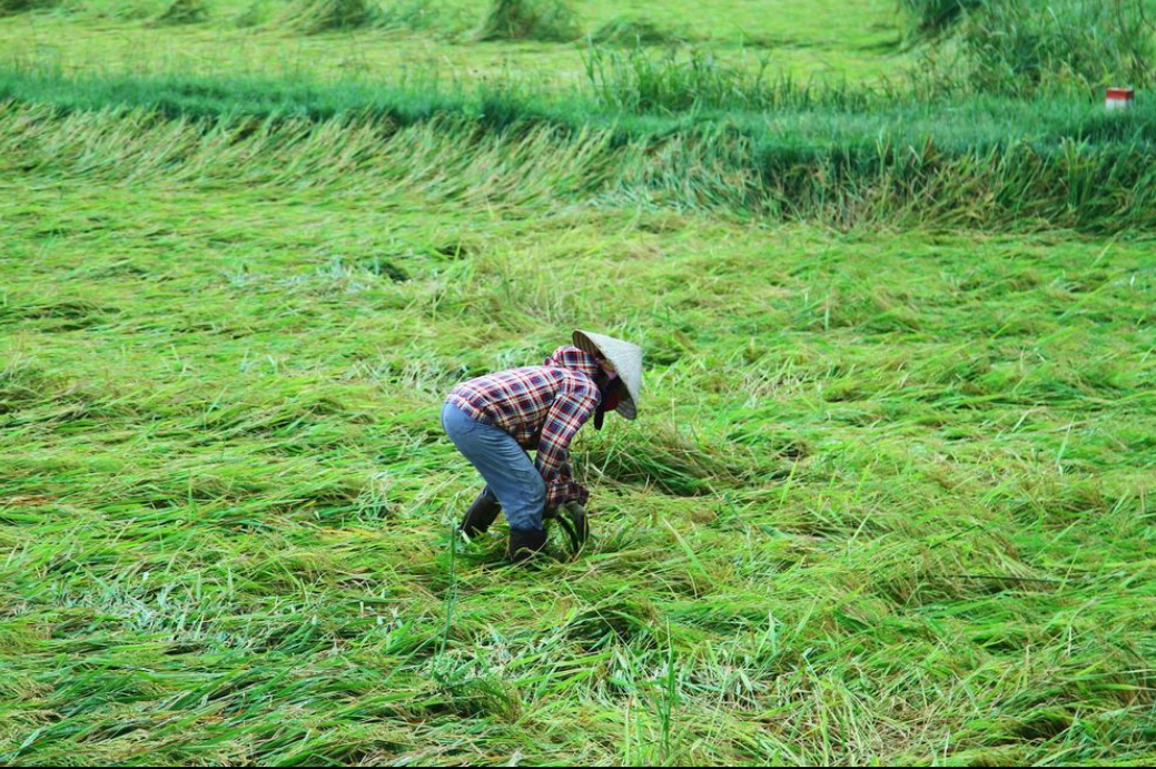 Mưa lớn, giông lốc tại miền Trung làm hàng nghìn ha lúa đổ rạp 