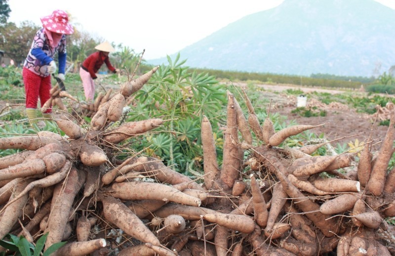 Trong quá trình phân tích các chuỗi mua bán thử nghiệm với mặt hàng tinh bột sắn, cơ quan thuế phát hiện nhiều đối tượng xuất khống hóa đơn.
