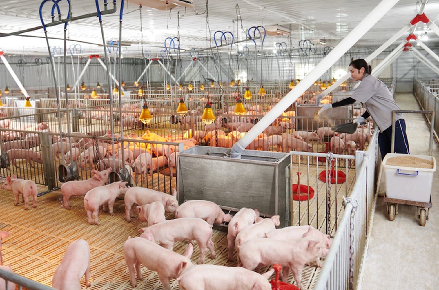 Các trang trại, 6Pg88.con độc quyền mỗi ngày chăn nuôi heo lớn vẫn nỗ lực duy trì tổng đàn.