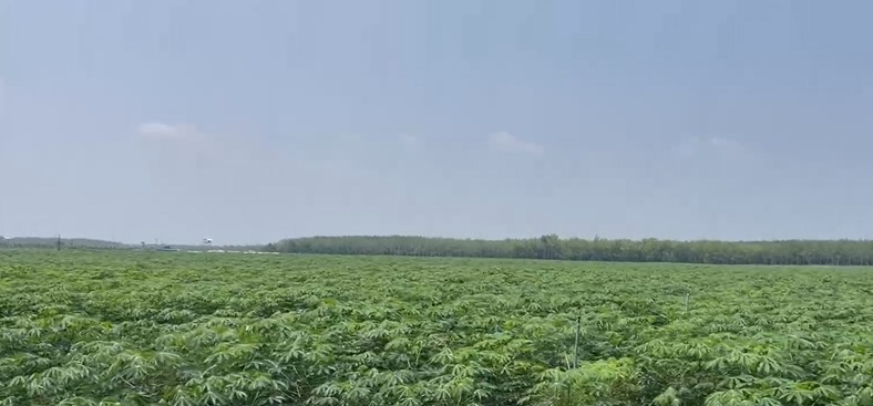 Một góc Link Trang Chủ PG88.Com Mới #2026 Khoai mì bền vững tại Tây Ninh.