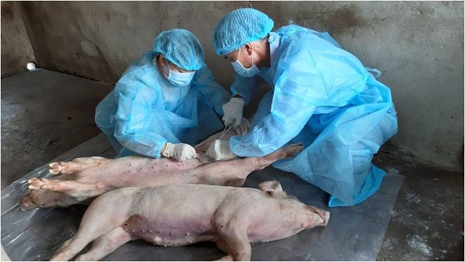 Dịch tả lợn châu Phi rất khó điều trị, bệnh lây lan rất nhanh.